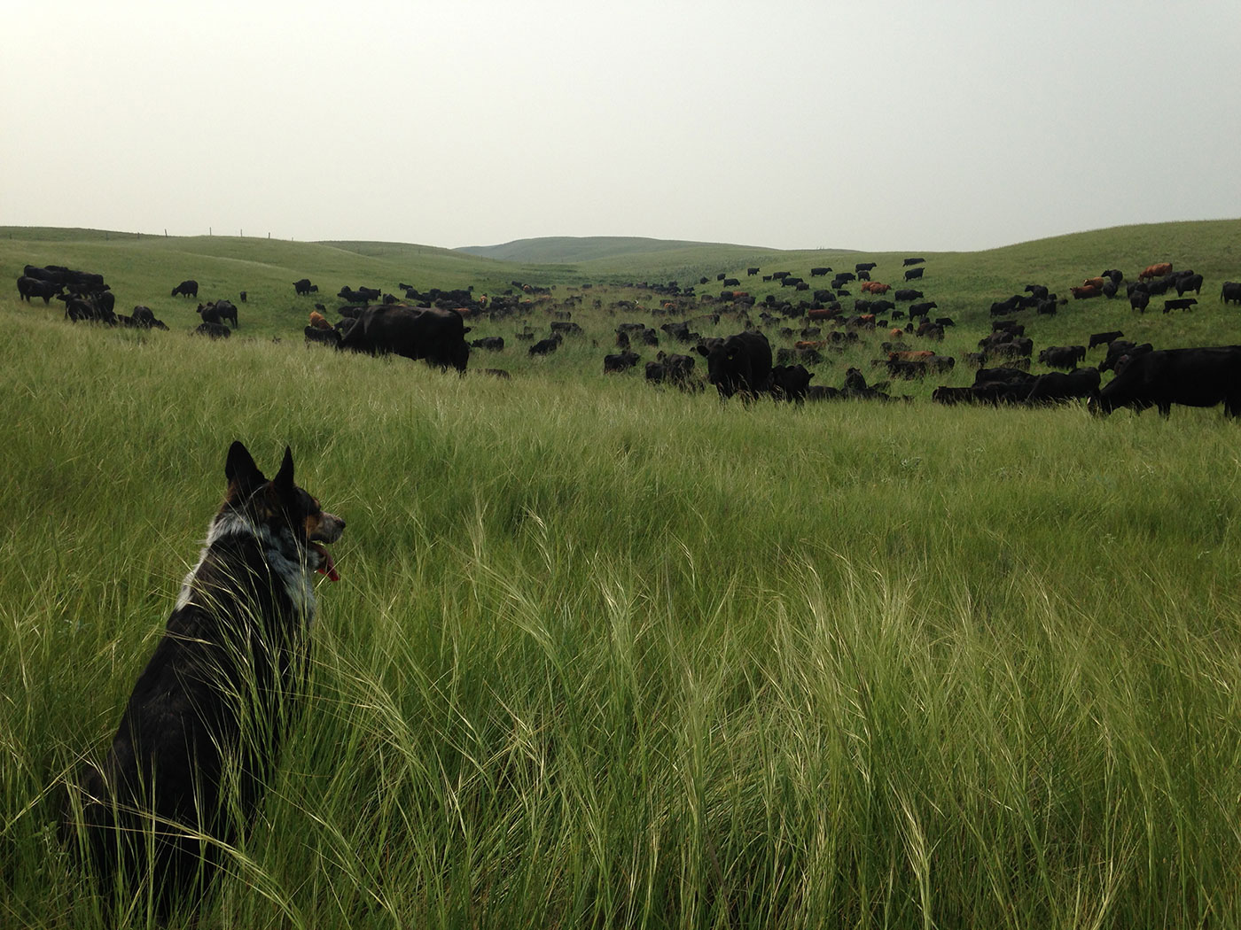 Herd dog watching the cows