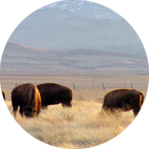 Improve-the-economic-sustainability-of-ranches